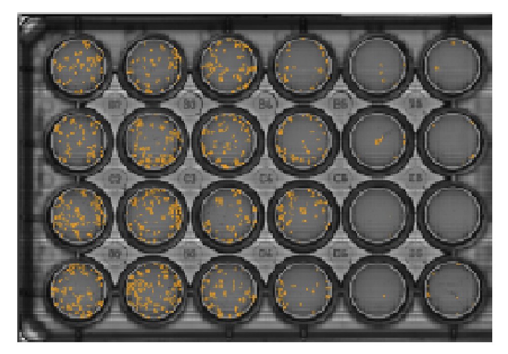 Clonogenic Assay