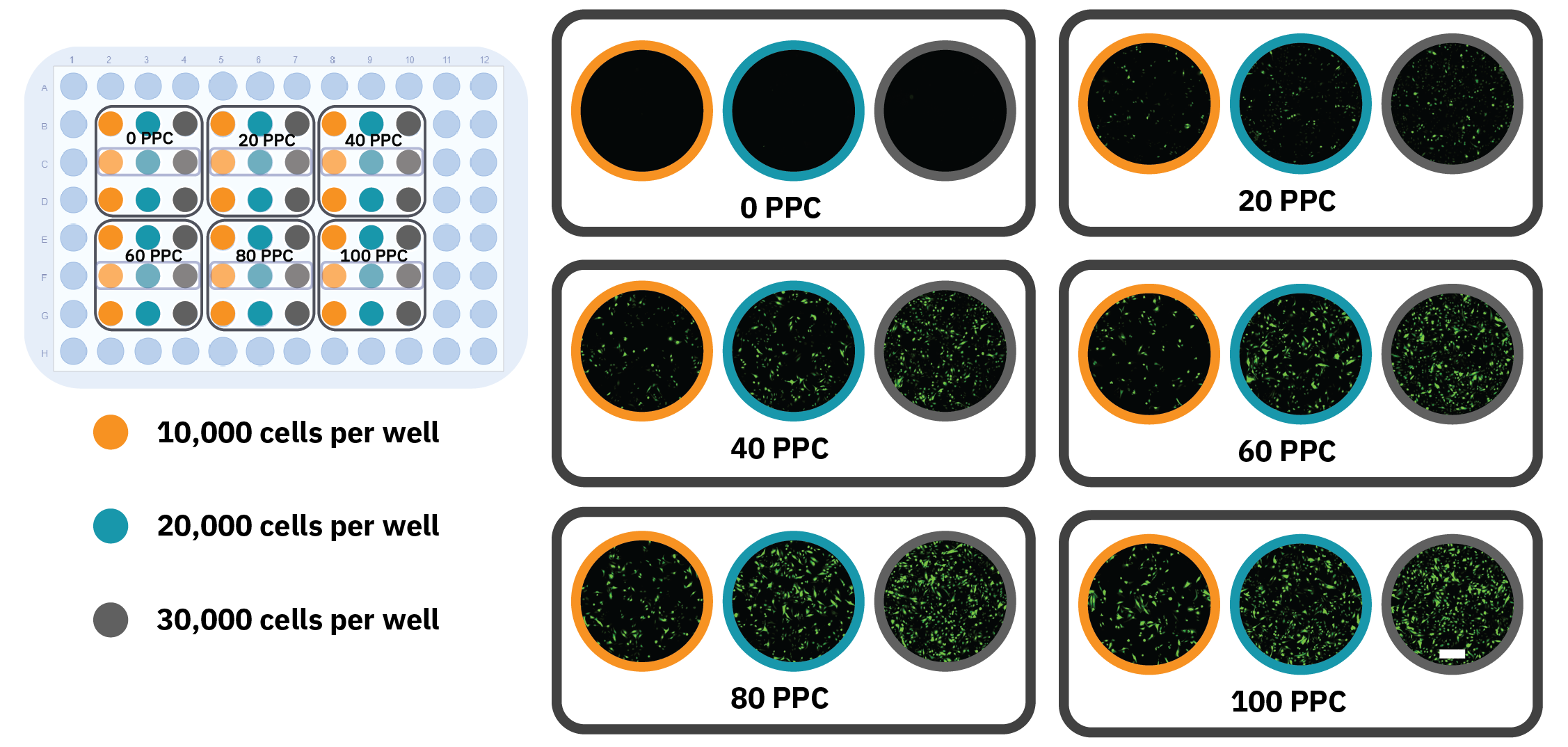 Transfection Efficiency