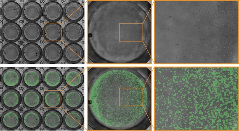 Confluence Assay