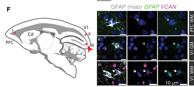 空間生物學分析
